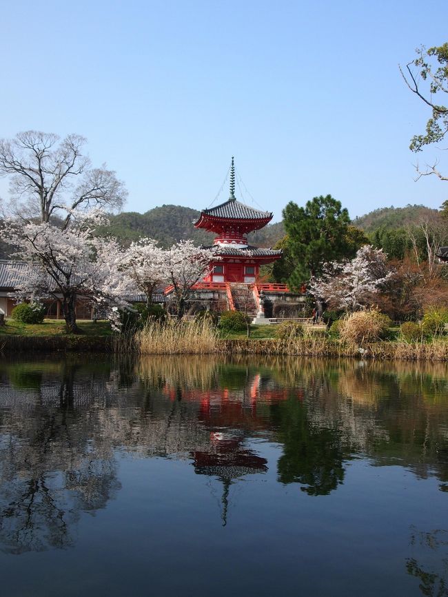 桜咲く春の京都へ…。<br /><br />ソメイヨシノが見事に満開でした★電車とバスでのんびりお散歩です。