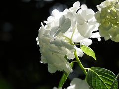 紫陽花　下田公園2019 初見