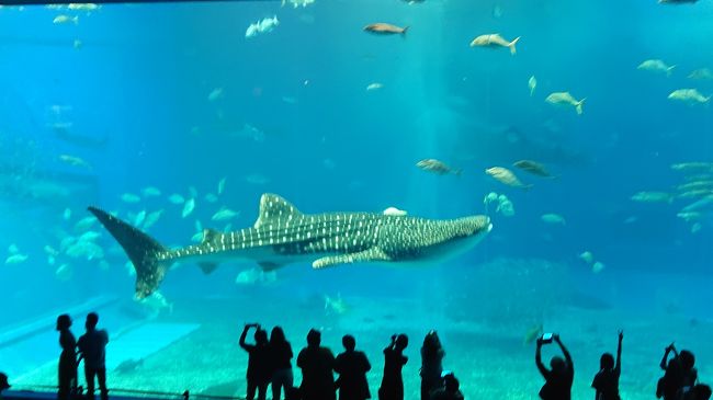 石垣＆沖縄旅行の4日目は、ホエールウォッチングと美ら海水族館。<br /><br />午前はホエールウォッチング。<br />☆South　to　South<br />https://www.jalan.net/kankou/spt_guide000000180202/?ccnt=yado_reservelist_asbspot_kako<br />http://www.south4445.com/whalewatching.html<br /><br />午後は美ら海水族館のバスツアー。<br />☆沖縄サンゴツアー<br />https://www.okinawa35.net/ts/#!/view5All/ABC/ABC/CHURAGO/SUMMER/1/1/2019-09-30<br /><br /><br />まずはホエールウォッチングにでかけます。<br />ホテルまでの送迎もお願いしたので、前日に連絡のあった時間に合わせて、ホテル前で待ちます。<br /><br />予定よりも少し早く迎えが到着。<br />今回の送迎参加は3名。全員が１人参加でした。<br />私は2番目だったので、あと１人お迎えに行ってから、港に向かいます。<br /><br />港までは車で15分ほど。<br />車内では船長さんからいろいろお話を聞きました。<br />よほど船に自信がある人(普段よく船に乗ってて、絶対に酔わない人)以外は、酔い止めは必須だそうです。<br />彼女に良いとこを見せようとして酔い止めを飲まず、結局酔って旅行が台無しになったカップルを何組も見たそうです(笑)<br /><br />ほんと、船は甘く見ちゃいけません。<br /><br />港に着いたら、すでに車で来た人達が何人も。<br />送迎組を含めて、20名くらいでした。<br /><br />料金を払い、船長さんからレクチャーを受けます。<br />ライフジャケットを着て、レンタルのレインブーツに履き替えたら、船に乗り込みます！<br />