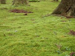 梅雨の福井を満喫ー平泉寺白山神社・大安禅寺ー