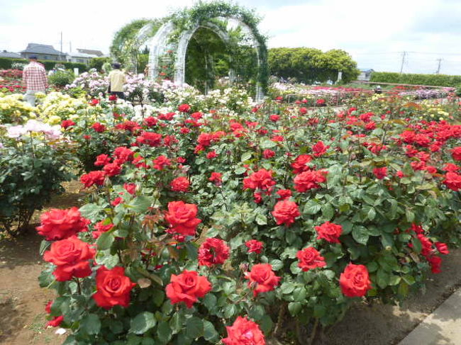 埼玉県伊奈町にある、町制施行記念公園のバラ祭りに行ってきました。