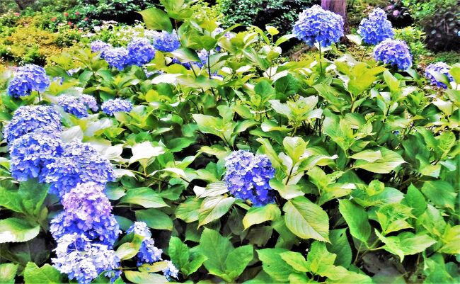 皆さん、こんにちは!<br />うふふ♪♪です!<br /><br />いつも、うふふ♪♪のページを訪れて下さってありがとうございます!<br />久しぶりの”京都編”です!<br />~ややこしくて申し訳無いのですが、<br /> 一昨年(’19年)の旅行記です・・汗・・~<br />一昨年の旅行記なので、<br />責めて今年(’21年)の”松の内”にはUp.しよう!<br />と思っていました! <br />ですが・・・<br />元旦に引いた風邪が何度もぶり返し、そのあとは持病も悪化・・<br />遅れに遅れて・・・<br />なんと、パソコンが壊れるというアクシデントまで・・××・・<br />お祓いでもした方がいいでしょうか(笑)?<br /><br />けーっきょく、”松の内”どころか<br />”弥生”・”卯月をはるかに過ぎ、”文月”・”葉月”まで通り越し、<br />今日、”長月”のラストになんとかUp.・・<br />やったー!! 間に合った!!<br />もう今月もダメかと・・・<br /><br />なんと今頃になって、今年初めての旅行記です(笑)!<br />旧い旅行記ですが、どうぞ宜しくお願いします!<br /><br /><この後は、旅行記書いた当時’19年6月の文章です!><br />皆さん、こんにちは!<br />今回の京都編は、<br />宇治にある紫陽花で有名な”三室戸寺さん”に行ってきました!<br />暦の上ではもう”入梅”!<br />このところ、週に1度とは言え、外出出来ていてすごく嬉しい!!<br />(但し、Aちゃん付き添い・汗・・ <br /> まだ1人で出掛ける自信、ありません~・・××・・)<br /><br />ところが、紫陽花は・・うぅ・・××・・<br />ちょっと遅かったのかしら・・(涙)・・<br />また、まさかのアクシデント!が起こり!<br />食べ歩きがちょこっとに・・・<br />(アクシデントゆえ、<br /> タイトルが「ほんの少~し食べ歩き・・」に・・・苦笑。)<br /><br />1年以上ぶりの”京都シリーズ”なのに、<br />そんな「がっかり・・・」や「え!」<br />も混じった”京都歩き”になっちゃいました(笑)・・<br />でもでも! <br />とーっても嬉しい「おいしい!!」もありました!!<br />(結局、食い気?!のうふふ♪♪です!<br /> いや、お花も好きですよ!お花も!・・←ちょっと苦しい?笑)<br /><br />それでは!<br />”紫陽花”と”ちょっとだけの食べ歩き”、始まります!