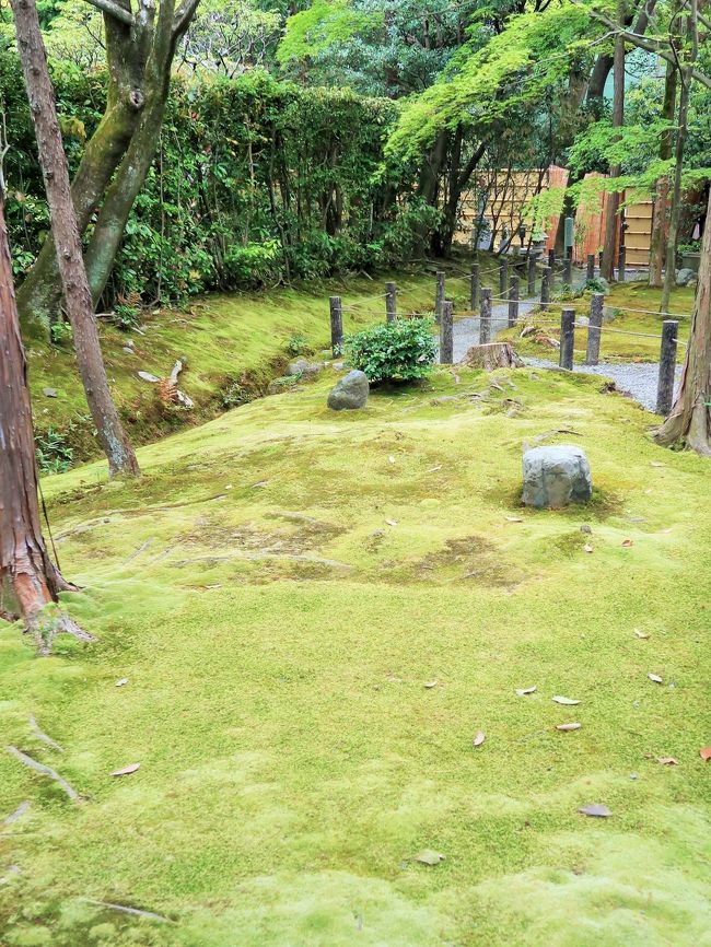 桂春院（けいしゅんいん）は、京都市右京区花園にある臨済宗の寺院。臨済宗妙心寺派大本山妙心寺の塔頭である。<br /><br />織田秀則死後、美濃の豪族・石河貞政が寛永9年（1632年）に建物を整備し、父の法名「天仙守桂大禅定門」・母の法名「裳陰妙春大姉」から1文字ずつをとり桂春院と改めた。 <br /><br />庭園<br />江戸時代の作庭で、国の名勝・史跡に指定されている。 <br />清浄の庭<br />方丈北側の壺庭で、片隅には紀州の巨岩・奇石が直立した枯滝が配されている。<br />侘（わび）の庭<br />書院から既白庵へと通じる露地庭で、梅軒門と猿戸によって内露地と外露地に分けられ，苔に覆われた蹲踞が隠れるように置かれている。<br />思惟（しい）の庭<br />方丈の東側に広がる庭で、梅軒門より飛石が延び，露地風の趣きある庭園である。<br />真如（しんにょ）の庭<br />方丈南側の庭園で、サツキ・霧島ツツジ・馬酔木などがバランスよく植えられている。<br />（フリー百科事典『ウィキペディア（Wikipedia）』より引用）<br /><br />桂春院　については・・<br />https://garden-guide.jp/spot.php?i=keishunin<br />https://smile-log.net/keisyunin/