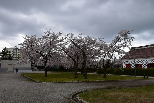 日本の桜と旨いものを巡る旅もいよいよ最終盤になりました。次の目的地は新潟県です。実は私は生まれてこの方、新潟県に足を踏み入れたことがありません。村上や、佐渡島、長岡など興味のある場所は沢山あるのですが。<br /><br />今回はとりあえずkirinがみつけたお鮨と温泉を楽しむために新発田に行くことにしました。東京からだと上越新幹線で新潟に行くのが便利。折角ですから少しだけ新潟市を巡ってみることにします。