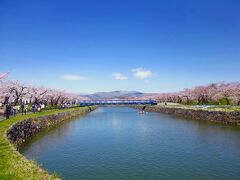 桜咲く街歩く