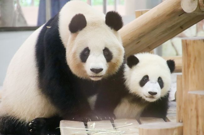 赤ちゃんたちに会いに再訪したアドベンチャーワールドは５月の猛暑日（４）ジャイアントパンダ特集：成長した彩浜ちゃんと大人パンダの可愛らしさ