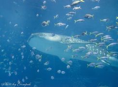 40年ぶりに沖縄へ（９）美ら海水族館でダイビングに興じていた若かりし頃の思い出に浸る
