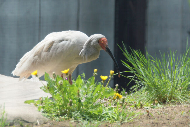 GW明けの石川県で動物たちに会ってきたお話 3 続・続・いしかわ動物園と夕食の部