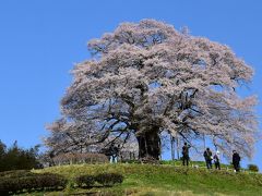 山里に咲く一本桜の醍醐桜～千年の歴史を春に語る 2019～（岡山）