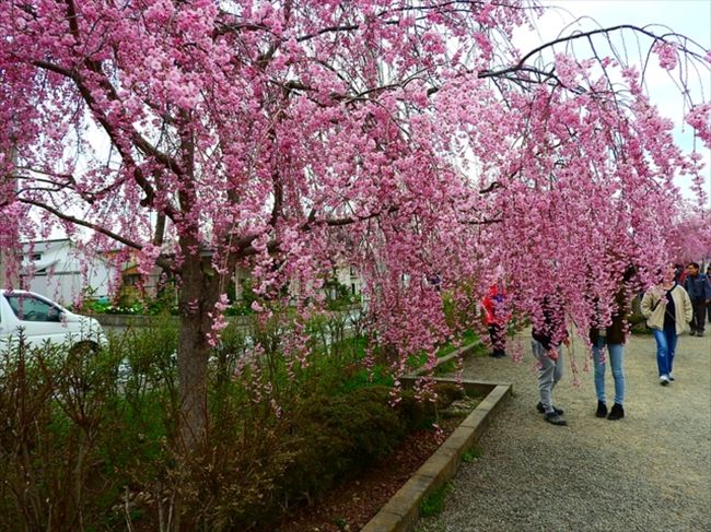 　喜多方ラーメンで有名な福島県喜多方市は、近年垂れ桜が有名で、かつて喜多方駅と熱塩駅を結んでいた日中線を記念して作られた遊歩道の両側に植えられた垂れ桜に由来します。<br /><br />　一方、山形県南陽市にある烏帽子山公園は、桜の名所100選にも選ばれており、特に桜の古木が沢山あるので有名です。昼間はすごい人出になるので、今回は夜桜を見に行くことにしました。