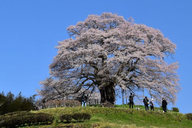 岡山県北部に位置する真庭市別所には、山里の丘陵に堂々と空に向かってそびえ立つ、孤高の一本桜「醍醐桜（だいござくら）」があります。<br /><br />樹齢は1000年、県下一の巨木といわれ、新日本名木百選にも選ばれた見事な桜です。<br />目通り7.1m、根本周囲9.2m、枝張り東西南北20m、樹高18m。種類はアズマヒガン（ヒガンザクラの一種）で、昭和47年（1972）に岡山県の天然記念物に指定されています。<br />伝説によれば、元弘2年（1332）後醍醐天皇が隠岐、配流の際にこの桜を見て賞賛したといわれ、この名がつきました。<br />NHK-BSで放送されている新日本風土記のオープニング映像に巨木の醍醐桜が登場し、記憶にある方もいると思います。<br /><br />2019年の醍醐桜の開花状況は、4/4に開花、4/6に5分咲き、4/7に満開になりました。<br />醍醐桜へのアクセスは公共交通機関がなく、姫新線美作落合（みまさかおちあい）駅からタクシーか、姫新線月田（つきだ）駅から徒歩のいずれかになります。<br /><br />月田には今でも虫籠窓のある古い町並みが残されており、「月田ヒノキ」をはじめ木材産業で栄えてきた町です。<br /><br />今日は、滞在している津山から姫新線に乗り、行きは美作落合駅から醍醐桜まで17kmをタクシー（\5000弱、前日予約）を利用します。<br />帰りは月田駅まで約7kmの車道を歩きます。<br /><br />なお、旅行記は下記資料を参考にしました。<br />・真庭市役所「醍醐桜、岩井畝の大桜ルートマップ」<br />・真庭観光WEB「醍醐桜」<br />・道の駅醍醐の里「醍醐桜開花情報」<br />・peaの植物図鑑「桜、エドヒガン」<br />・真庭市教育委員会「まにわブックス－デジタルブックレット Vol.2－、醍醐桜」<br />・いらかぐみの古い町並みを歩く「勝山町月田の町並み」<br />・ウィキペディア「醍醐桜」<br />