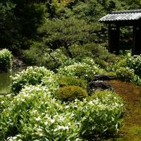 京の新緑の季節にめぐる花探訪！！　京都御三家・炭屋旅館の懐石料理と瓢亭の朝がゆ
