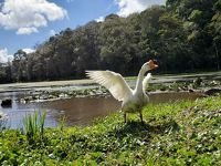 ニカラグア マタガルパへの旅 Selva Negraでまったりランチ