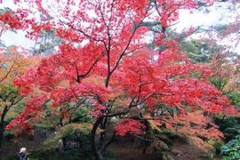 紅葉ドライブｉｎ新潟 