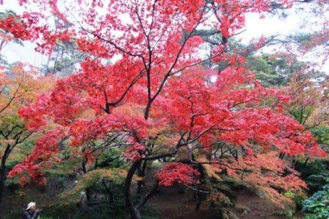 紅葉ドライブｉｎ新潟 