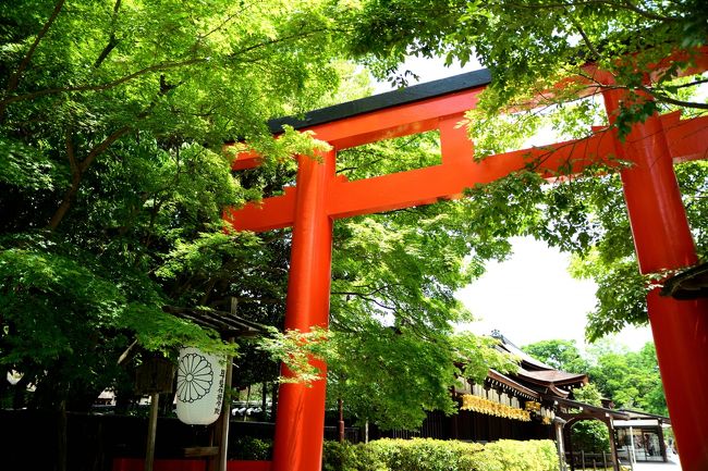 相「今年の結婚記念日旅行は京都に行きたい。青もみじが見たい。ついでに大阪行って串揚げ食べようよ。」<br /><br />ま「京都か～。嵐山には以前に（一人で）行ってるし、この前京都行かなかったっけ？」<br />（我が家の旅行は独立採算です。）<br /><br />相「うん、実は連れて行ってあげｒ・・・」<br /><br />ま「もちろんお供します。」<br /><br />そういうことで（どういうこと？）初夏の京都旅行が決定しました。<br /><br />相方さんは嵐山と青もみじの写真が撮りたい。<br />私は前回果たせなかった夢、あぶり餅が食べたい。<br /><br />この二人の希望を叶えるべく４トラの諸先輩方のお知恵をお借りして、出来上がったプランは当初のものとはかなり外れたものになりました。<br /><br /><br />◎　一日目<br />上賀茂神社　→　今宮神社　→　下鴨神社　→　銀閣寺　→　永観堂　→　祇園界隈　→　八坂神社<br /><br />◎　二日目<br />大阪市内観光　→　京都タワー展望台<br /><br />◎　三日目<br />伏見稲荷大社　→　東福寺　→　清水界隈　→　南禅寺<br /><br />相方さん希望の嵐山がすっかりなくなっていますが、嵐山に行くとどうしてもほかの交通機関のお金がかかってしまう（相方さん的にここ重要）し、嵐山から今宮神社まで約１時間かかることと、青もみじなら茶色いお寺より赤い鳥居のほうが映えるんじゃないか、と相方さんにそれとなく（でも割と強引に）伝えたら、「じゃあ、嵐山いかなくてもいい（あっさり）。まるなちゃんのあぶり餅優先でいいよ。」←　ええダンナや～<br />結局嵐山はなくなりました。<br />（スポンサーの意向はどこいった？）<br /><br />たくさん歩いて、たくさん写真を撮りました。<br />そしてちょっぴり目がよくなったような「気」がする・・・<br /><br /><br /><br /><br />