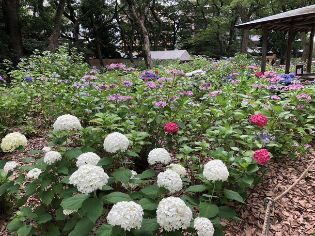 　2019年6月13日～18日（火）成田から福岡に飛び、一人で、従姉と、福岡の街で、美食＆キャンドウ巡りをし、筥崎宮で紫陽花と百合を鑑賞しました。その旅行記です。