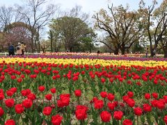 2019年　桜チューリップ　万博公園・茨木市