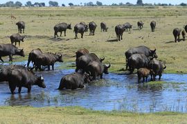 南部アフリカ紀行３日目午後、チョベ国立公園ボートサファリ