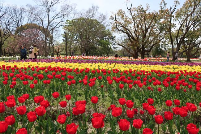 2019.4.3～ 水尾公園の桜など、茨木市の桜。<br />2019.4.18　万博公園のチューリップ<br /><br />お花大好きです。今年もたくさんお花見しました。