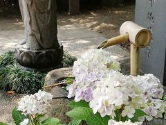 茨城で紫陽花(水戸市)