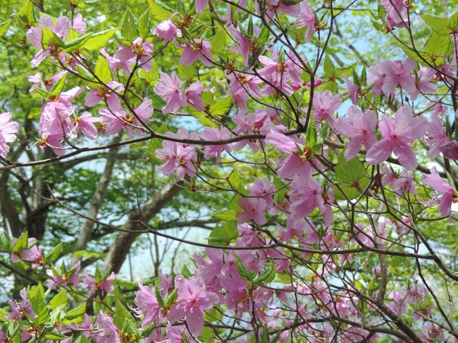 今年は4月に入ってからの降雪の影響もあって普段の開花時期とはちょっと違う…なので少し遅いかなーのタイミングで山へ遊びに出かけてみた。<br />人気のある場所ではないのでのんびりと歩けましたよ～<br /><br />写真はたくさん咲いていたトウゴクミツバツツジです…たぶん（笑）