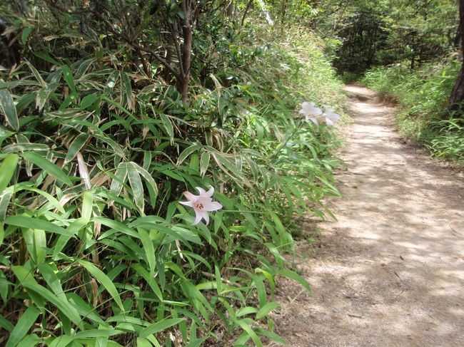  　　　山歩き 兵庫県芦屋市　ごろごろ岳(2)　標高565.6M(標高差520M)　　全行程　5時間22分　　阪急芦屋川駅～（1時間12分）弁天岩～（1時間1分)奥池園地 ～（41分）ごろごろ岳山頂～（53分) 北山緑化植物園 ～（59分)阪急夙川駅<br />「日時」2018年6月17日　晴れ<br />「アクセス」阪急芦屋川駅　<br />「参考案内書」山を登る会発行のハイキングマップ<br />「コース概要」山を登る会ハイキングに参加。(9;12) (0;00)出発。(0;07)分岐右へ。割りと急な舗装道を登る。（0;09）分岐左へ。(0;11)分岐左へ。(0;17)分岐右へ（左は高座の滝へ）。(0;19)山道に入る。(0;21)分岐右へ。ロープのある急下り。小さなアップダウンを数回繰り返す。(045)湧き水陽明水通過。急な石段登り。渡渉。(0;54)分岐右上へ。急登り(1;00)急登り終了。分岐右へ。(1;03)急下り終了し、またすぐ登り返す。緩やかに登る。(1;12)弁天岩通過。すぐ自動車道に出て左へ。舗装道を緩やかに登る。(1;26)分岐左の芦屋カントリーに向かう。(1;30)自動車道と分かれ右の山道に入る。芦有ドライブウエイに沿って登る。(1;45)芦有ドライブウエイに出て左へ、50Ｍ先を左の山道へ。(1;49)石橋を渡る。(1;54)別荘地に出て、先のＴ字路を右へ。(1;57)突き当りを左へ。(2;11)奥山貯水池通過。(2;13)奥池園地に入る。子供たちが多く遊んでいる。昼食をとる。ヤマボウシは最盛期を過ぎている。(2;33)出発。(2;39)奥池周遊路から別れ左へ（ごろごろ岳へ）。(2;47)分岐左下へ（右はごろごろ岳）。(2;51)分岐右へ（左は観音山へ）。ササユリが咲いている。(2;57)分岐右上へ。石段急登り。(3;04)分岐右へ。(3;14)ごろごろ岳山頂(565.6M)に到着。建屋が傍に建っており以前と様子が違っている。左下に下る（苦楽園尾根）。大きな石、岩の急下りが続く。(3;24)分岐右下へ。急下りが続く。(3;48)人家に出て右下へ。(4;07)北山緑化植物園に入る。園内を散策。ヒツジグサ、カシワバアジサイ、ショウマ等が咲いている。(4;23) 北山緑化植物園を出る。木段急登りして、すぐ急下りが始まる。(4;37)急下り終了。(4;42)舗装道に出て左へ。(4;58)夙川公園に入り遊歩道を歩く。アジサイが満開である。(14;34)(5;22)阪急夙川駅に到着。本日のコース、標高差は500M、距離は15KMと少し長く、アップダウンも何回もありましたが、危険なところも無く、歩き易い道で、満足できる山行でした。ササユリ、ウツボグサ、テリノイバラ等の花が見られ、疲れを癒してくれました<br /><br />　　　2010年5月3日  ごろごろ岳<br />