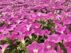 6月の千葉 花めぐり