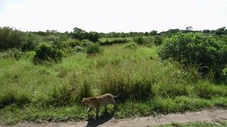 ６月(雨季)のマサイマラ  その6 ヒョウに出会う