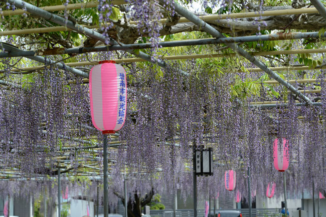 愛知県へドライブして、季節の花（フジ・ツツジ・サツキ）を楽しむ。<br /><br />先ず、訪れたのは「広籐園」。<br />次に訪れたのは「三河工芸ガラス美術館」。<br />＊レンズが５センチ以上カメラボディーから飛び出すものは持ち込み禁止のため館内写真は無し　<br />そして、大府市の大倉公園・桃山公園へ。<br /><br />４月３０日に訪れた「つどいの丘」のキリシマツツジも載せます。<br /><br />・広籐園<br />　文政年間（1820年頃）にこの地の住民小田廣作という人物が藤をこよなく愛して、木や竹を用いて藤の棚を造ったのが始まりとされる。現在では「広の長藤」として市民に親しまれており、お茶会、鑑賞会などが開催される。特に4月下旬から5月上旬の「藤まつり」には1000平方ｍの敷地に1.5ｍ以上の長い花房が広がる見事な風景と芳香が楽しめる【HPより】<br /><br />・大倉公園<br />　大正時代は大倉氏の別邸だった大倉公園。威風堂々とした門構えと庭園の美しさ。春には約2,800本のツツジが見事に咲き乱れます。時代を感じさせるかやぶきの門をくぐると、趣のある庭園が広がる大倉公園。大正8年に日本陶器（現在のノリタケ）の社長を務めた大倉和親氏の別邸としてつくられ、昭和50年に市が買い取り公園にしました。公園内には、あずまやや日本庭園、ひょうたん池などがあります。南側のなだらかな斜面に植えられた2,800本のツツジは、毎年4月下旬から5月中旬にかけて赤やピンク、紫色の花を咲かせ、訪れる人の目を楽しませています。他にも、モミジや桜、アジサイなどたくさんの花木が四季を彩ります【大府観光協会より】