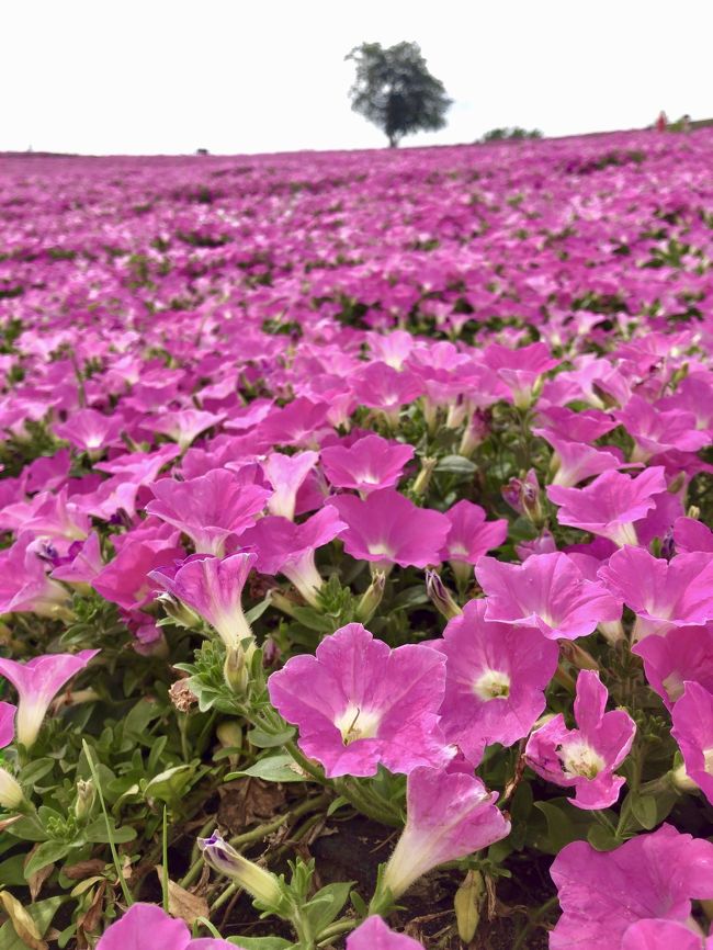 6月の千葉 花めぐり 千葉県の旅行記 ブログ By あいさん フォートラベル