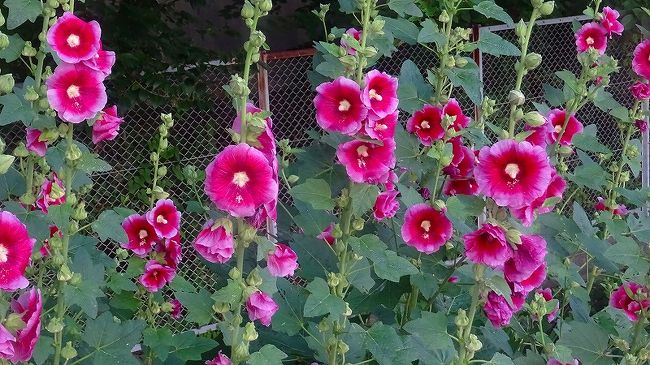 上巻からの続きです。<br /><br />写真は、天王寺川右岸に咲く、タチアオイの花です。