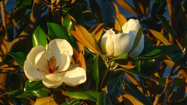 中巻からの続きです。<br /><br />写真は、朝日が当たったタイザンボクの大きな花。
