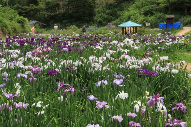 西新宿おじいちゃんとおばあちゃんの花しょうぶ園<br /><br />佐用町の山深い地の西新宿にある花しょうぶ園です。<br />休耕田を利用し、地元のおじいちゃんとおばあちゃんを中心に花しょうぶを植え育て、今では１７０品種、５０万本が咲き誇ります。<br /><br />