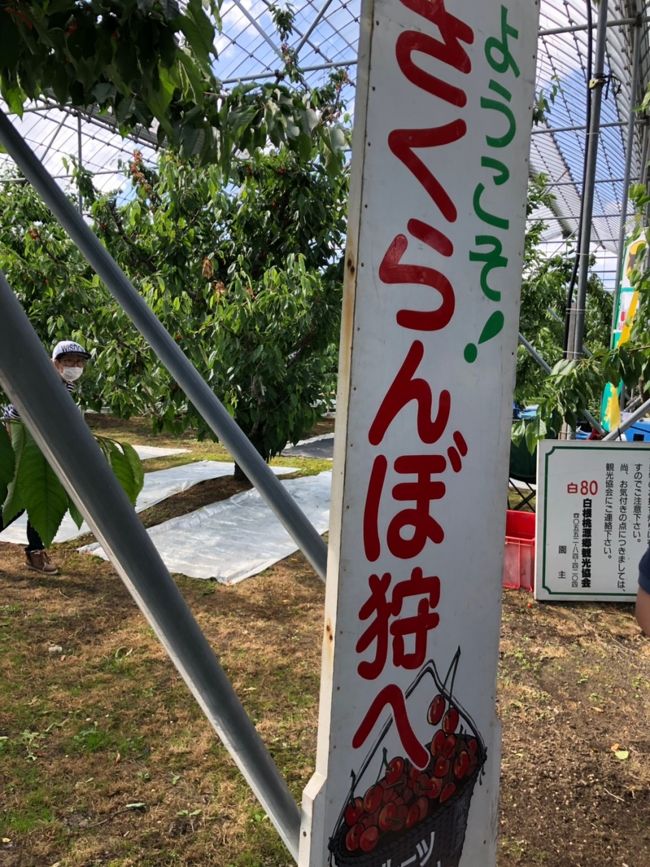 令和になって「初お上り」で東京で過ごす三日目は日帰りで山梨県南アルプスへさくらんぼ狩りバスツアーで行ってきました<br />沢山の美味しいさくらんぼを頂きました。<br />日本で一番高い鉄道の駅がある八ヶ岳高原鉄道に乗ったり<br />チーズケーキ工房やワイナリーにも訪れ観光も楽しく過ごしました。