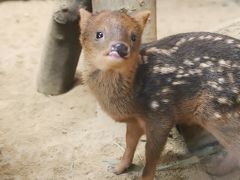 気温30度超えの６月の埼玉こども動物自然公園～レッサーパンダとコアラはアンラッキーVS生後１ヶ月と２週間のプーズーの赤ちゃんズが超キュート！