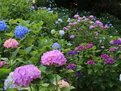 多摩丘陵の浄慶寺・生田緑地・妙楽寺で紫陽花や花菖蒲を愛でる2019年6月