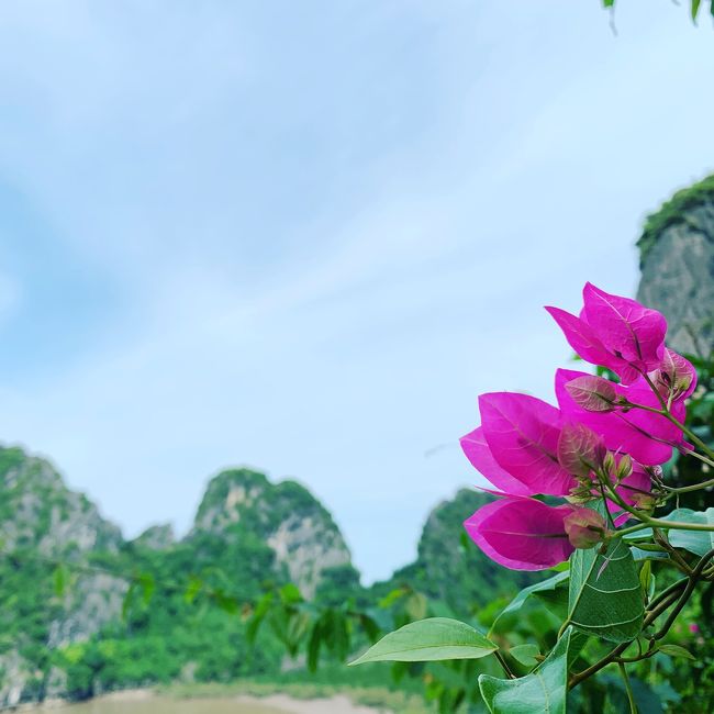 香港旅行のはずが…ベトナムに行きたくなり、<br />首都のハノイ旅行を後から付けましたが、<br />メインになってしまいました。<br />ハノイ4泊と香港2泊の旅行記珍道中です！<br /><br />《ベトナムで体験したいこと》<br />☆世界遺産のハロン湾に行きたい！<br />☆人生未体験の『フォー』を食したい！<br />☆エッグコーヒー飲みたい！<br />☆蓮の花をみたい！<br />☆エステ…できればネイルもした～い！<br />☆水上人形劇をみたい！