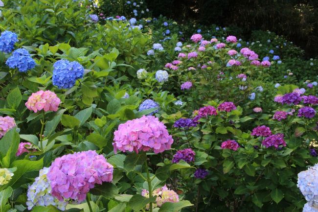 あじさい寺と言われている妙楽寺と浄慶寺に見頃となった紫陽花を観に行きました。ついでに妙楽寺と浄慶寺の間辺りにある生田緑地の菖蒲園とあじさい山にも立ち寄りました。<br />表紙は、妙楽寺の紫陽花