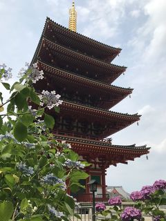 花を求めて⑬紫陽花満開の高幡不動で四国88カ所札所巡り