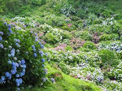 日本一の群生地　下田あじさい祭