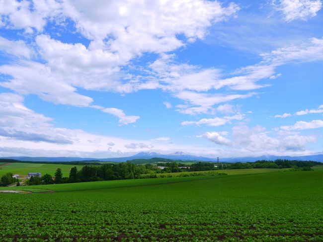 2019年6月　北海道に集まれ(´▽｀)ﾉ　令和最初の旅は北の大地！③美瑛の丘へ絶景ドライブ～＊*