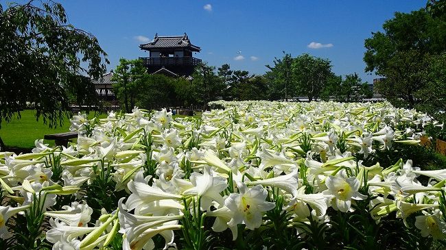 池田城跡公園に、白いテッポウユリが満開になっていると知り、車で出掛けました。<br /><br />写真は、満開の白いテッポウユリの彼方に立つ池田城跡。