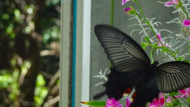 時間が早かったので、序に五月山緑地都市緑化植物園で、お花の撮影をしてから帰宅することにしました。<br /><br />この日の3施設の入場料金はすべて無料で、駐車料金も時間内で無料でした。<br /><br />写真が多いので3冊になっています。<br /><br />写真は、花にとまっていた蝶。<br />