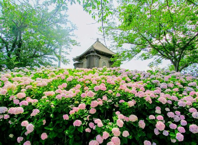 みなさま、こんにちは^^<br /><br />今回は、北九州市の若松地区に<br />足を運んでみました。<br /><br />今回も諸事情により<br />第一部と第二部の二日間に分けて<br />若松地区をご紹介できたらと思います。<br /><br />なぜ、若松地区を選んだかと言うと<br />ネットで、風力発電をバックに<br />かっこいい写真を撮ってる方々を<br />見たからでした^^<br /><br />私もここで撮ってみたい!<br /><br /><br />第一部編<br /><br />●『響灘風力発電所』<br />ここは、車がないと訪問は難しく<br />おそらく地元の人しか知らないエリアです。<br />写真の撮り方によっては<br />なかなかフォトジェニックな場所です。<br /><br />●高塔山公園<br />ここは、デートスポットでもあり<br />夜景と紫陽花の名所。<br />シーズン中は、約6万3000株の<br />紫陽花を見る事ができます。<br /><br />●若松南海岸通り<br />明治・大正期の近代建築が残っていて<br />映画のロケで使われた建物もあります。<br />唯一、車がなくても訪問できるのは<br />ここぐらいかな?<br /><br /><br />第二部編<br /><br />●若松区国道495号線沿いのひまわり<br /><br />ここはひまわりが有名らしいので<br />別日程で訪問してみました。<br />ここもけっこう穴場。<br /><br />ここはあくまで<br />一般の農家の方々の私有地なので<br />駐車場などはありません。<br /><br />若松北海岸エリアは<br />自然も多く、ゴルフ場や乗馬クラブなどが<br />点在しています。しかし当然の事ながら<br />車がないと厳しいエリア。<br /><br />今回の旅行記。<br />フォトジェニックポイントを目指して<br />けっこう頑張りました^^<br /><br />でも、私が今回周ったコースは<br />ひとりでいくよりも<br />家族や友人、恋人と行った方が<br />楽しめるかもしれません!