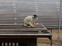 小さいけれど充実した動物園