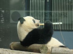 祝・シャンシャン２歳！上野動物園と 上野公園あじさいめぐり