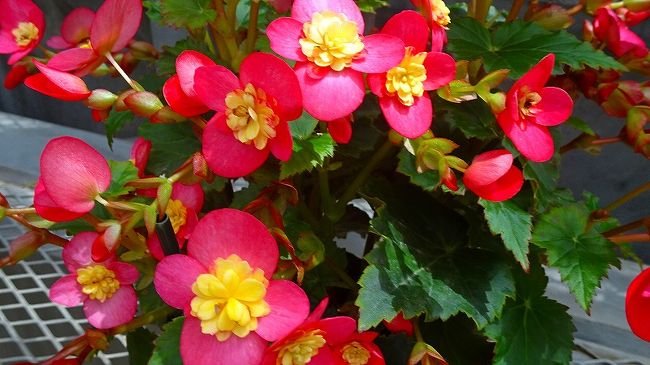 上巻からの続きです。<br /><br />写真は、ベゴニアの花。