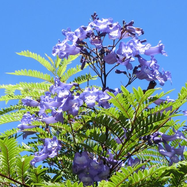 熱海のジャカランタが咲いた、というので見に行きました。<br />青い花がいっぱい咲いていました。<br />大きな樹には空に近いtころに花がついていました。<br />小さな木にも花がついていました。<br /><br />これでもか、これでもかと、たくさんの花を満喫しました。<br />