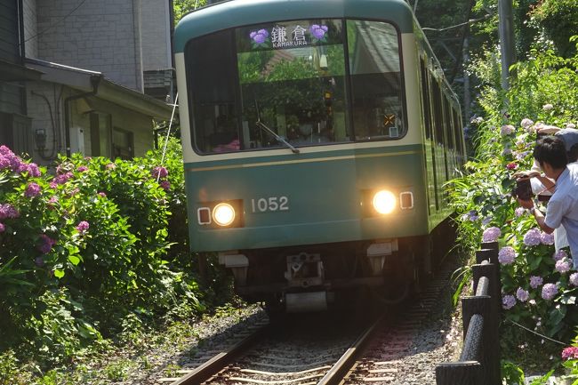 2年ぶりの古都鎌倉の紫陽花。<br />アジサイ寺を中心に北鎌倉から長谷まで歩いてみた。 <br />本旅行記は後半です。（長谷エリア）<br /><br />前半　（北鎌倉エリア）<br />（１）明月院　期待通りの明月院ブルーのアジサイを堪能できた。 <br />（２）東慶寺　大好きな寺。アジサイ、花菖蒲など。イワタバコの花も。<br />（３）浄智寺　参道が素晴らしい。<br />（４）海蔵寺　静かな佇まいに紫陽花。<br /><br />https://4travel.jp/travelogue/11507827<br /><br />後半　（長谷エリア）<br />（５）御霊神社　江ノ電とアジサイの写真が撮れた。 <br />（６）長谷寺　山の斜面のアジサイを堪能した。 <br /><br />https://4travel.jp/travelogue/11508734<br /><br />(写真は御霊神社）<br /><br />鎌倉の旅行記は「旅行記グループ」を参照ください。